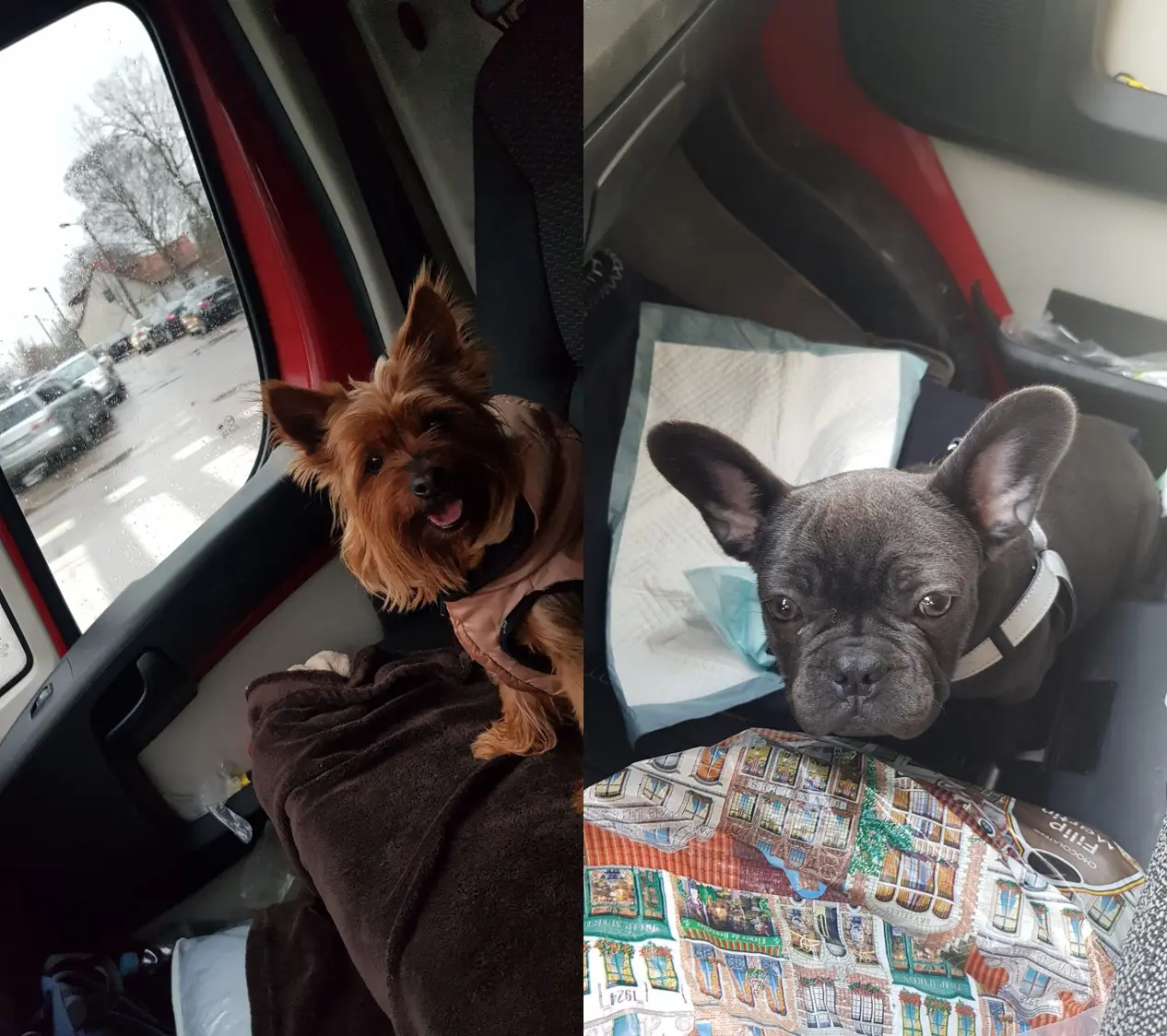 LM siuntos gyvunu pervezimai