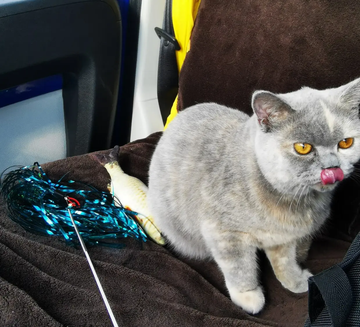 LM siuntos gyvunu pervezimas